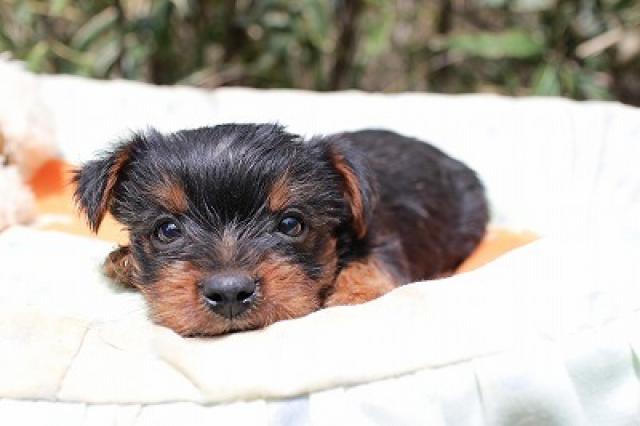 ヨークシャーテリア