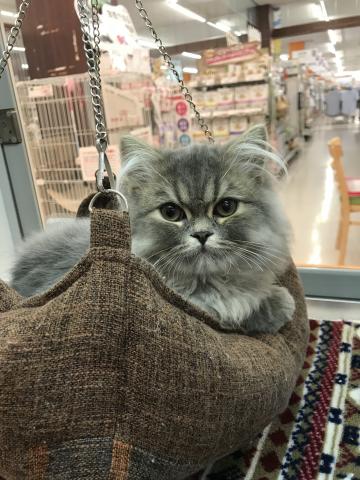 スコティッシュフォールド