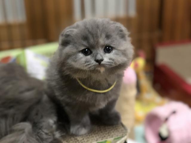 スコティッシュフォールド