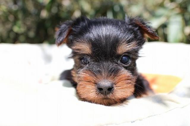 ヨークシャーテリア