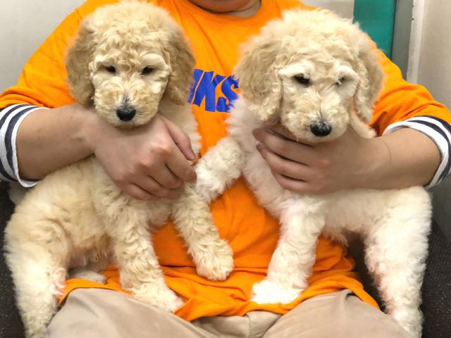 スタンダードプードル