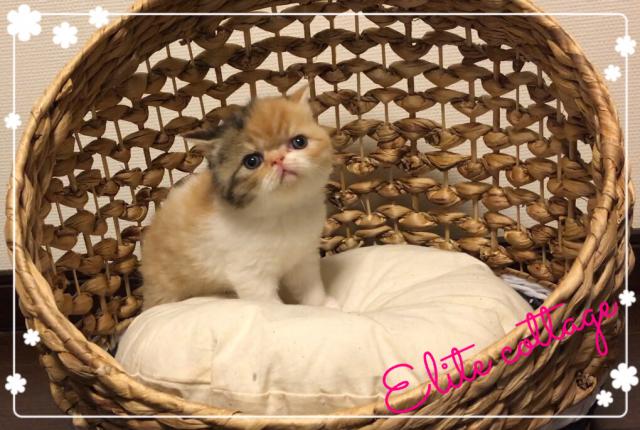 エキゾチックショートヘアー