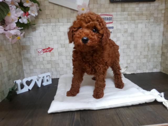 トイプードル