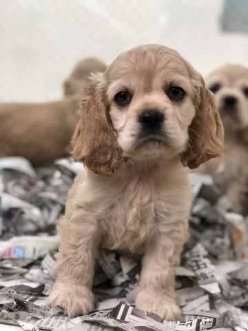 アメリカンコッカースパニエル