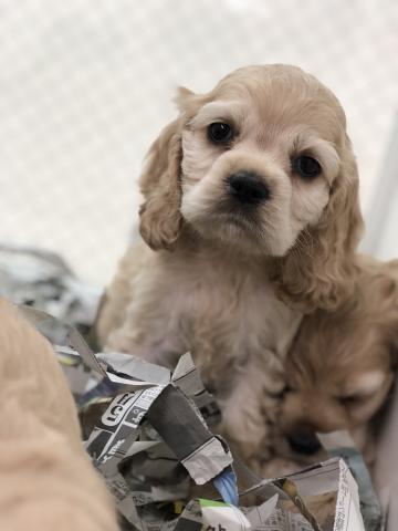 アメリカンコッカースパニエル