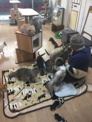 ねこじゃらし 猫にじゃらされ、時忘れ