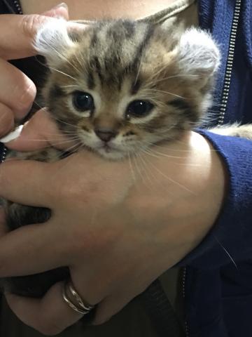 愛知県一宮市 マンチカン子猫販売店