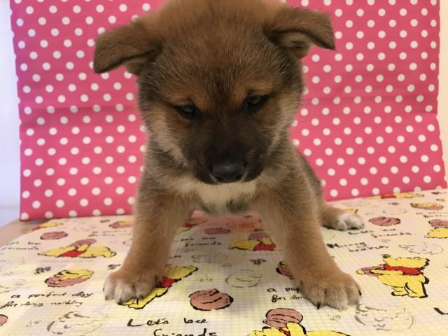 柴犬