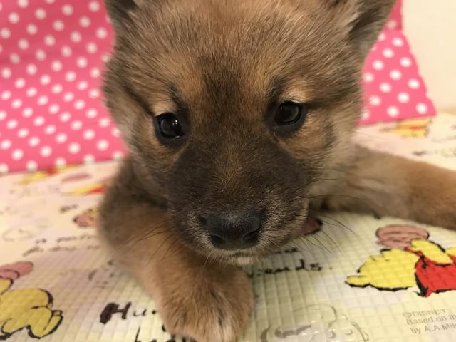 柴犬