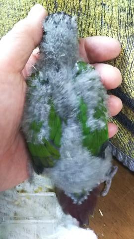 ウロコインコ入荷画像2