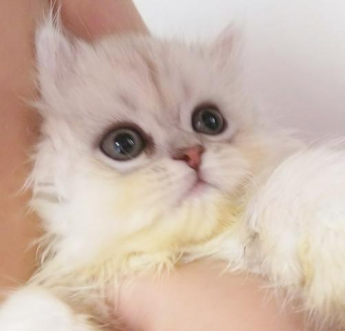 ペルシャ・ヒマラヤン