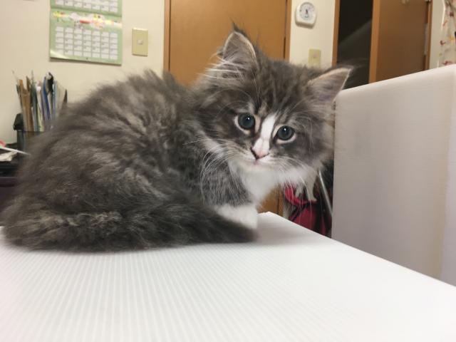 ノルウェージャンフォレストキャット