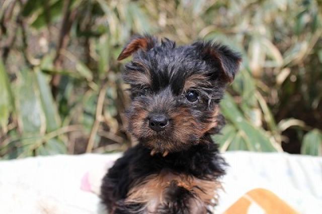 ヨークシャーテリア