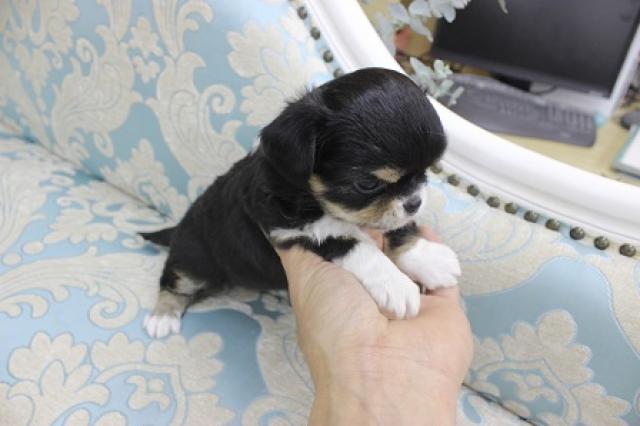 チワワ(ロングコート)