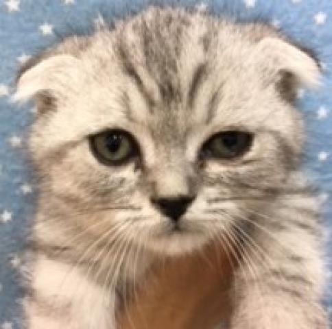 スコティッシュフォールド
