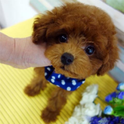 トイプードル