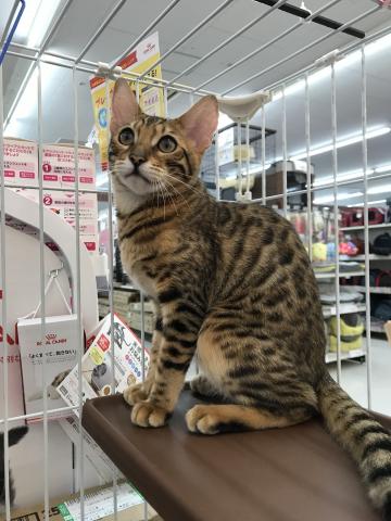 ベンガル