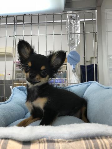 チワワ(ロングコート)