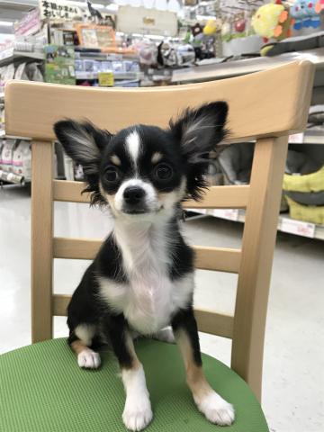 チワワ(ロングコート)