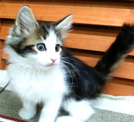 ノルウェージャンフォレストキャット