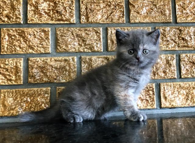 ブリティッシュショートヘア