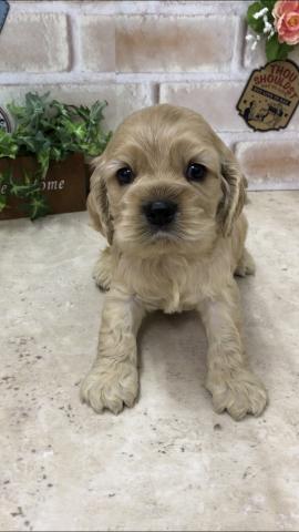 アメリカンコッカースパニエル