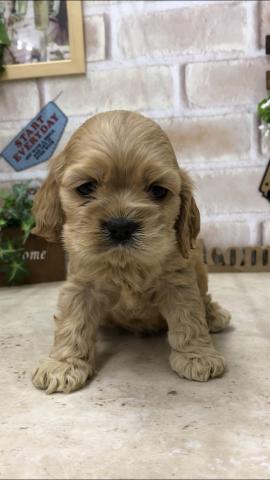 アメリカンコッカースパニエル