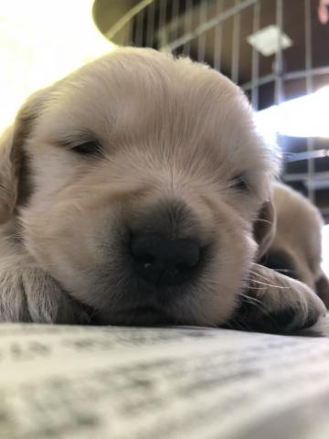 ゴールデンレトリーバー