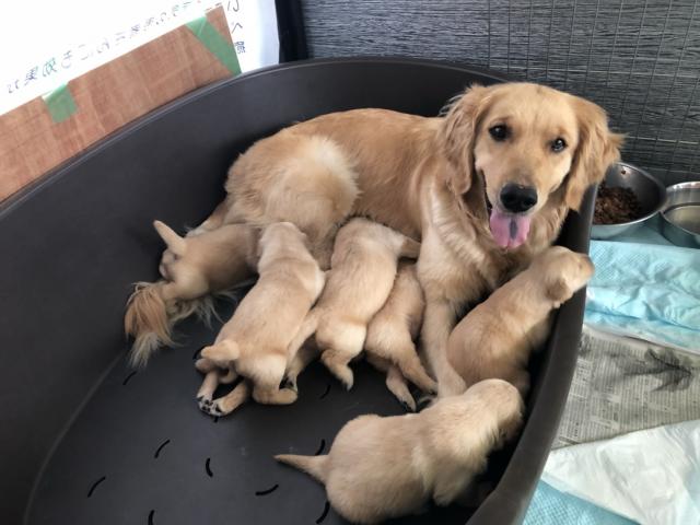 ゴールデンレトリーバー