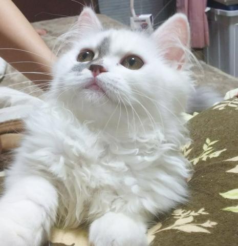 ペルシャ・ヒマラヤン