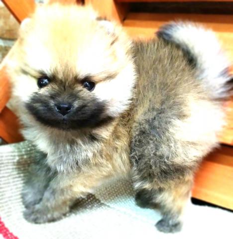 ポメラニアン