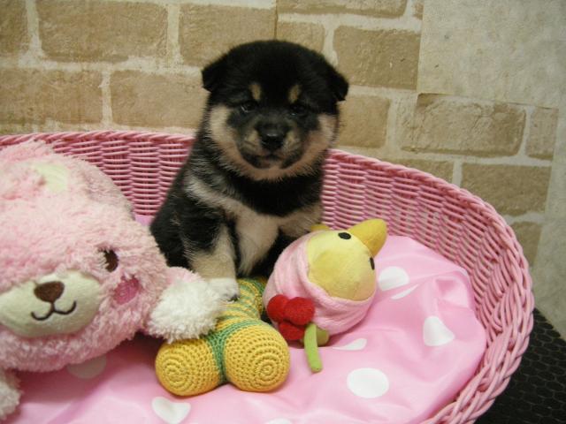 柴犬