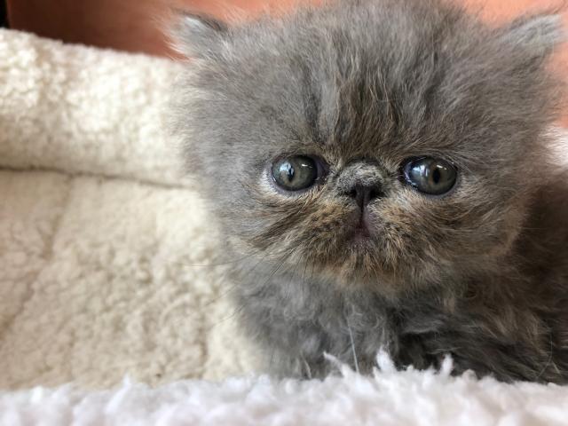 エキゾチックロングヘアー