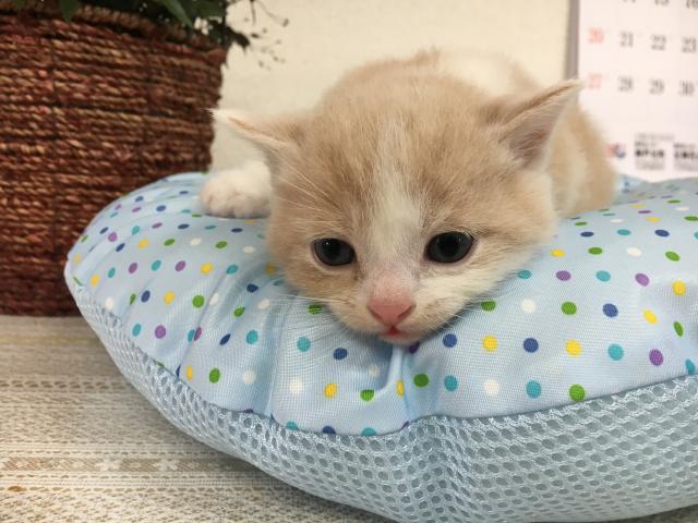 スコティッシュフォールド