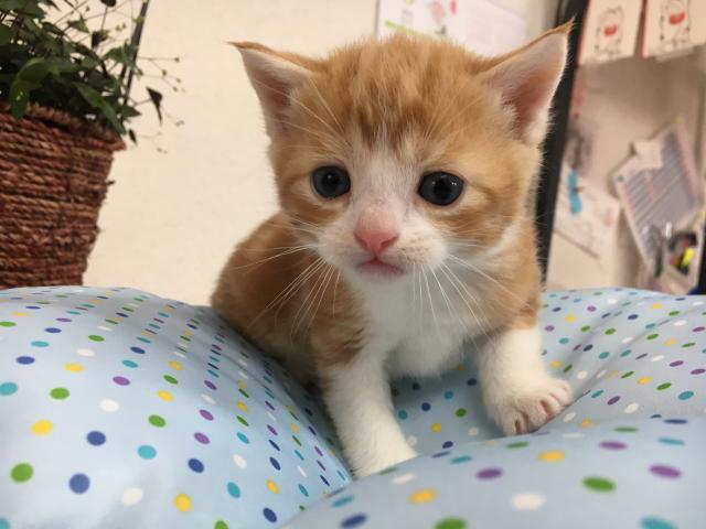 スコティッシュフォールド