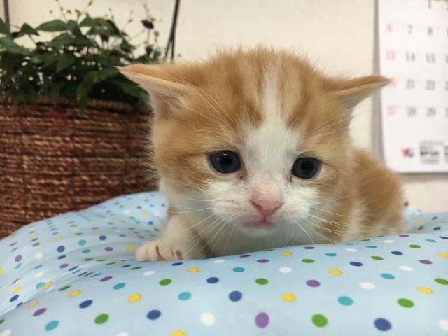 スコティッシュフォールド