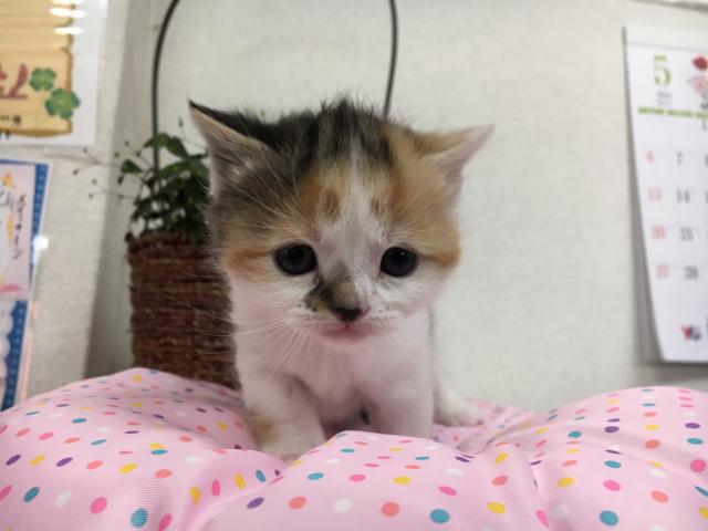 スコティッシュフォールド