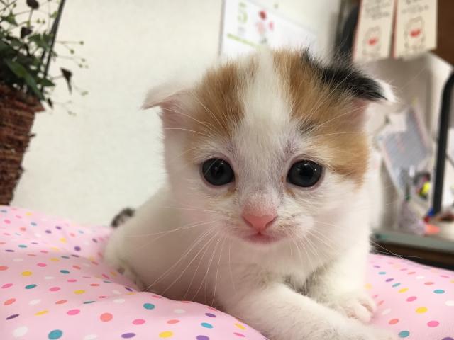 スコティッシュフォールド