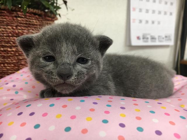 ロシアンブルー