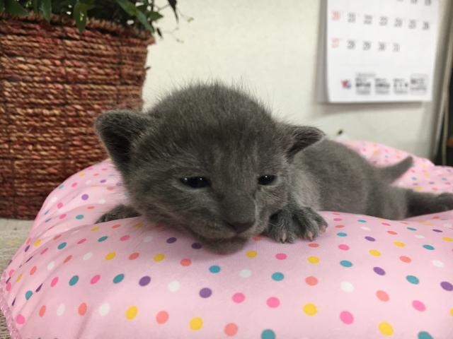 ロシアンブルー