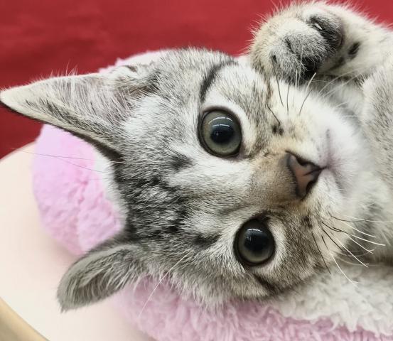 オシキャット
