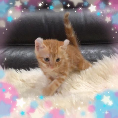 アメリカンカール