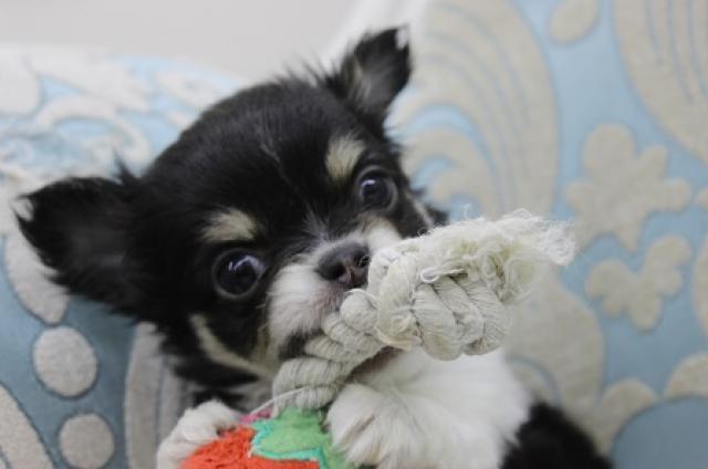 チワワ（ロングコート）