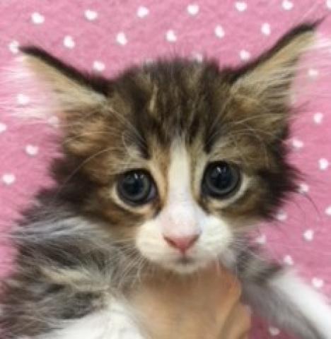 ノルウェージャンフォレストキャット