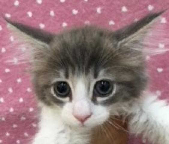 ノルウェージャンフォレストキャット
