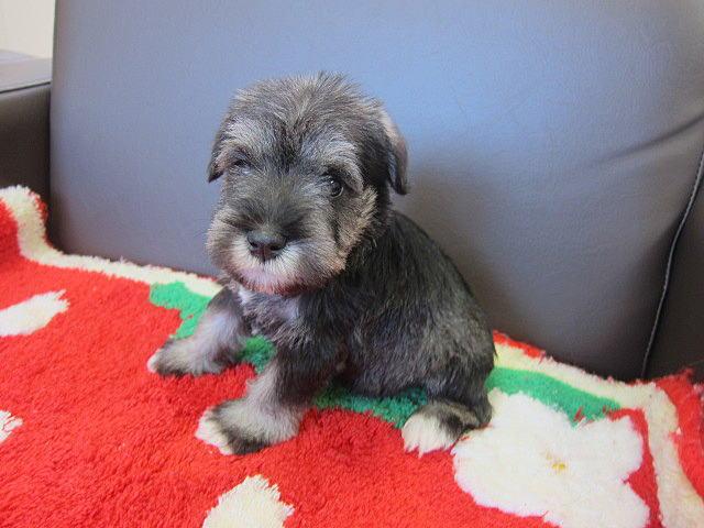 ミニチュアシュナウザー