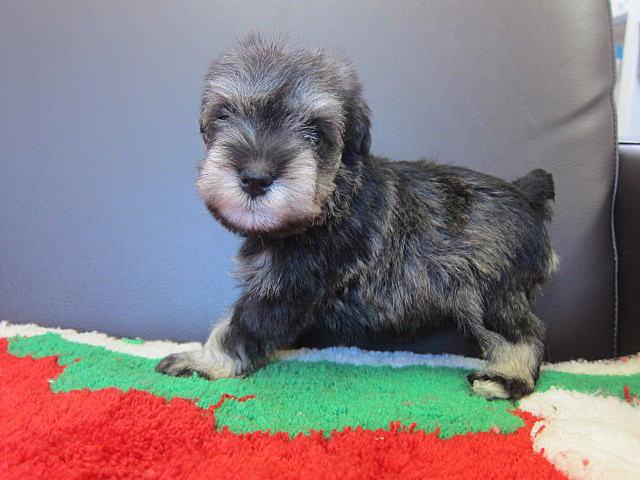 ミニチュアシュナウザー