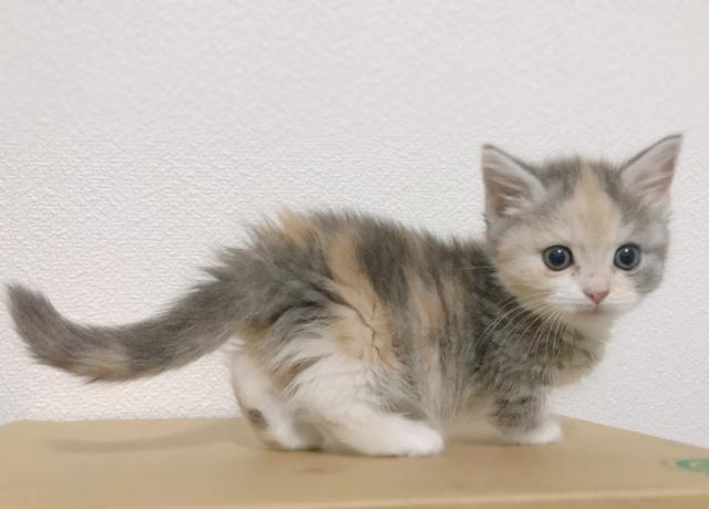 マンチカン超短足