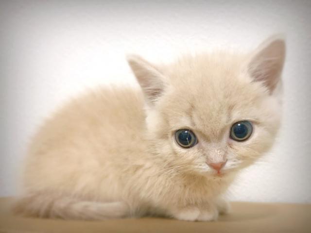 マンチカン 超短足