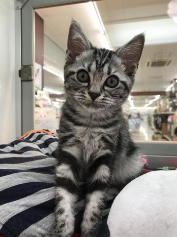 アメリカンショートヘアー